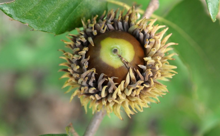 以價值為取向,探索栓皮櫟、橡木軟木的現代經濟價值