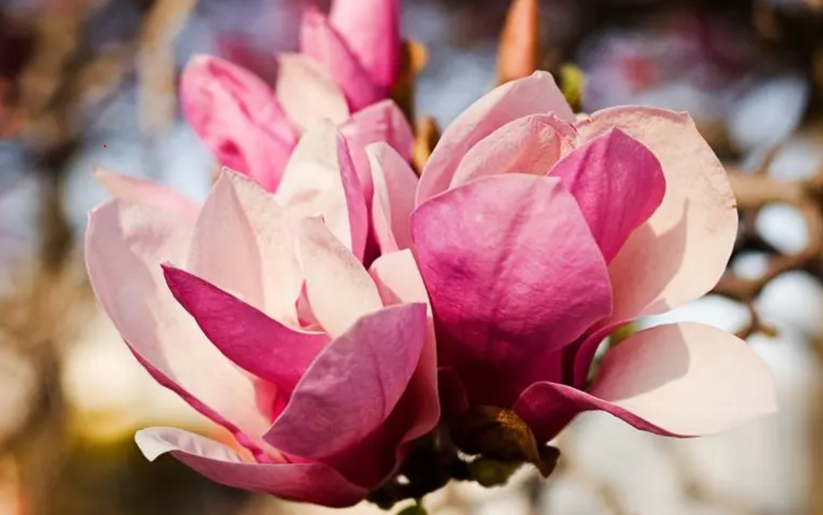 軟木顆粒生產線上的一支木蘭花