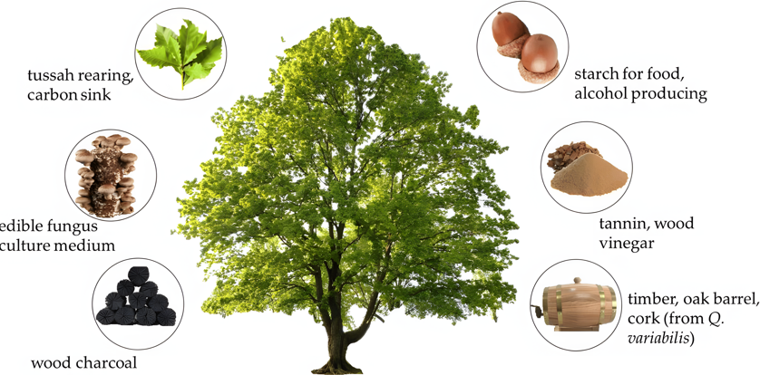 栓皮櫟主要經(jīng)濟(jì)價(jià)值圖