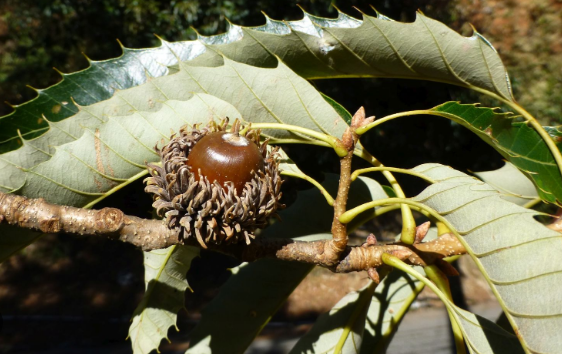 成熟的栓皮櫟果實